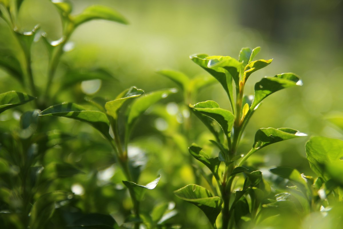 Sencha bio japonais